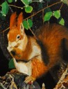 Eichhörnchen zwischen den Baumästen, Gundula Oppermann, 1989