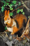 Eichhörnchen zwischen den Baumästen, Gundula Oppermann, 1989