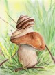 Schnecke auf dem Steinpilz, porcini and snail, Aquarell, Evelin Oelschlägel, 2018