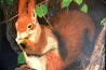 Eichhörnchen zwischen den Baumästen, Gundula Oppermann, 1989