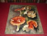 Die Pilze "Les champignons", Charles Picart Le Doux, 1949