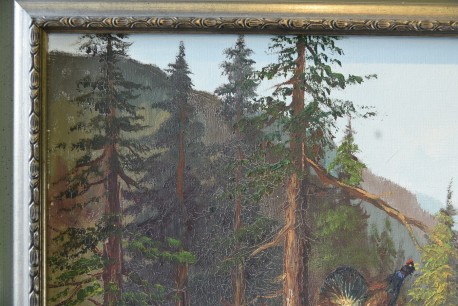 Balzender Auerhahn im Wald am Bergsee, Kumaos, 1939