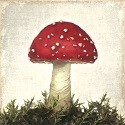 Pilze, Pilz Motive
